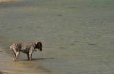 Paciente cão tenta pescar no Mar de Cortez, praia de Requesón, em Mulegé, na Baja California - México